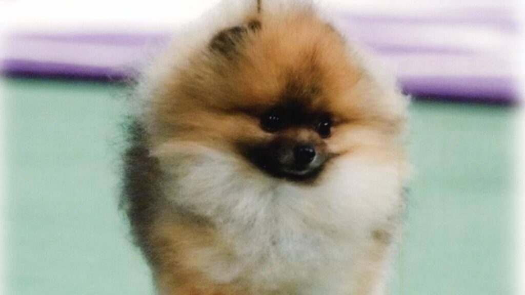 Pomeranian