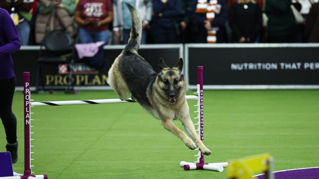 NEW YORK, NEW YORK - FEBRUARY 08: A dog competes during the 149th Annual Westminster Kennel Club Dog Show – Westminster's Canine Celebration at Javits Center on February 08, 2025 in New York City. (Photo by Jamie McCarthy/Getty Images for Westminster Kennel Club)