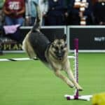 NEW YORK, NEW YORK - FEBRUARY 08: A dog competes during the 149th Annual Westminster Kennel Club Dog Show – Westminster's Canine Celebration at Javits Center on February 08, 2025 in New York City. (Photo by Jamie McCarthy/Getty Images for Westminster Kennel Club)