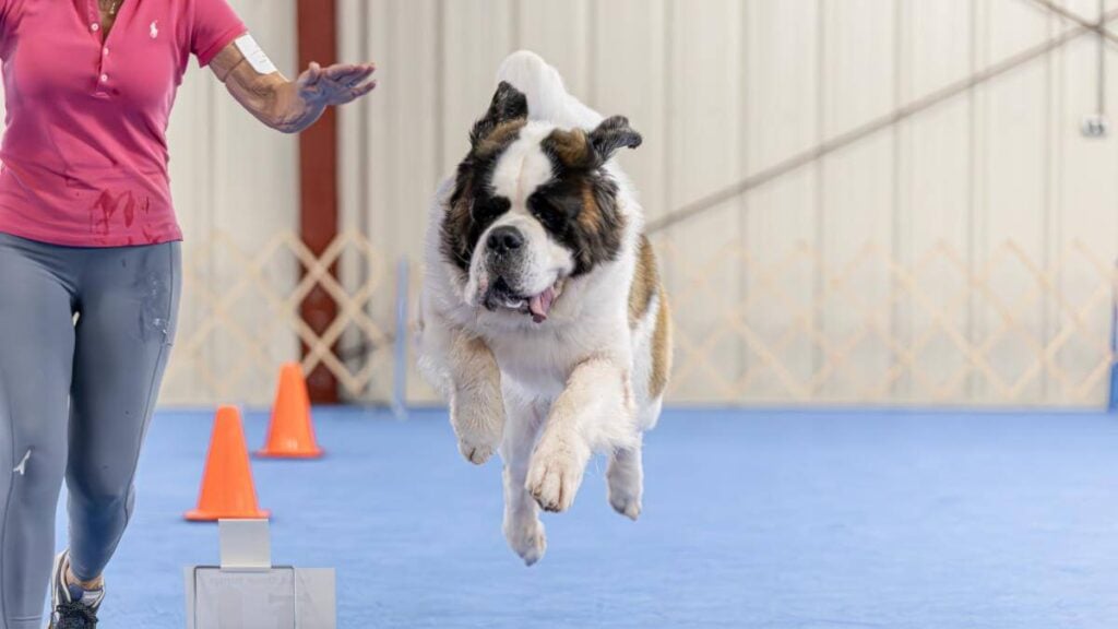 Saint Bernard