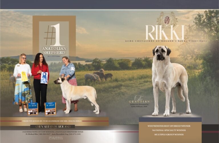 Bitz Rikki