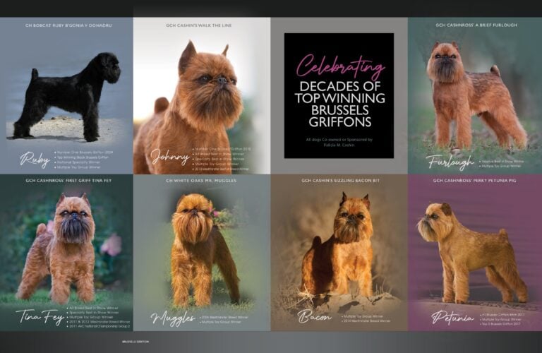 Cashin Brussels Kennel