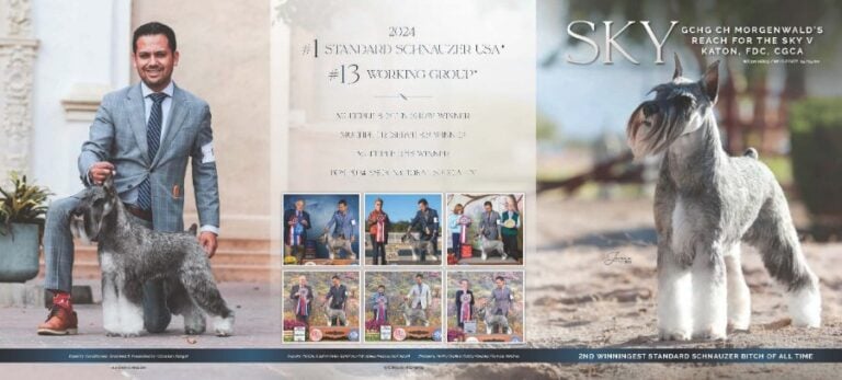 Cashin Standard Schnauzer IFC[6]