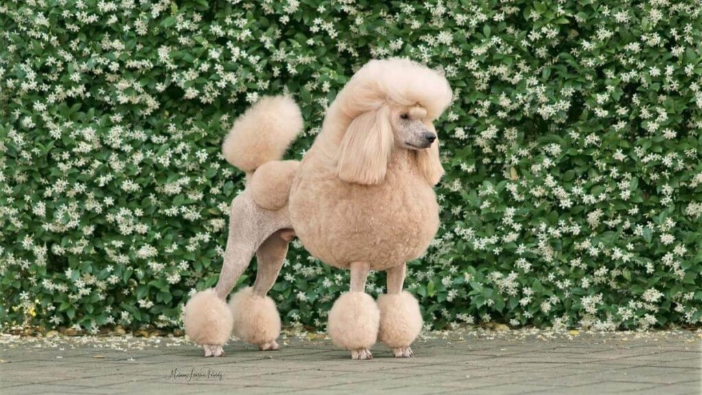 Poodle Dog Breed