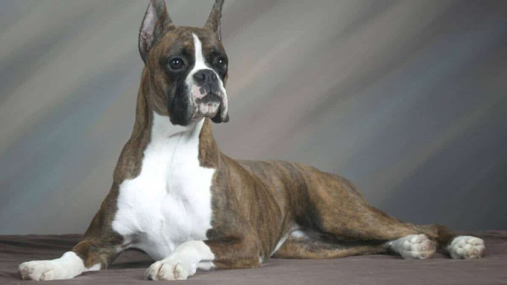 Boxer