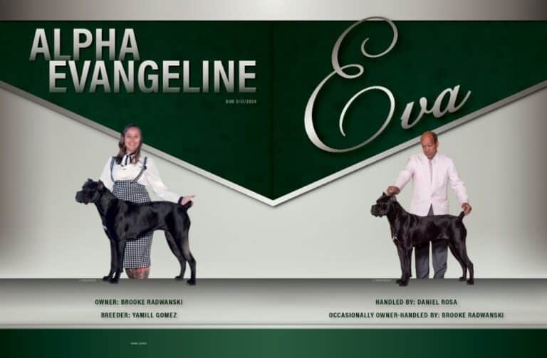 Fairbairn Cane Corso