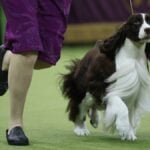 NEW YORK, NEW YORK - FEBRUARY 11: Freddie the English Springer Spaniel, winner of the Sporting Group, during the 149th Annual Westminster Kennel Club Dog Show – Junior Showmanship, Group Judging (Sporting, Working, Terrier) + Best in Show at Madison Square Garden on February 11, 2025 in New York City. (Photo by Bryan Bedder/Getty Images for Westminster Kennel Club )