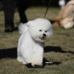 Bichon Frise