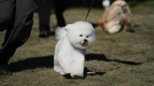 Bichon Frise