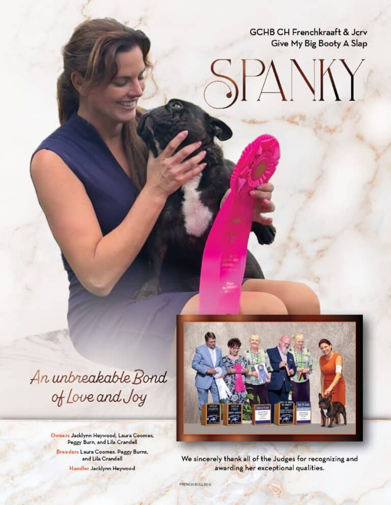 Heywood French Bulldog