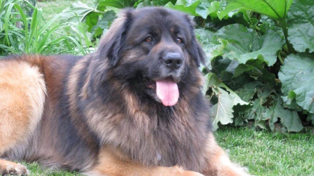 Leonberger