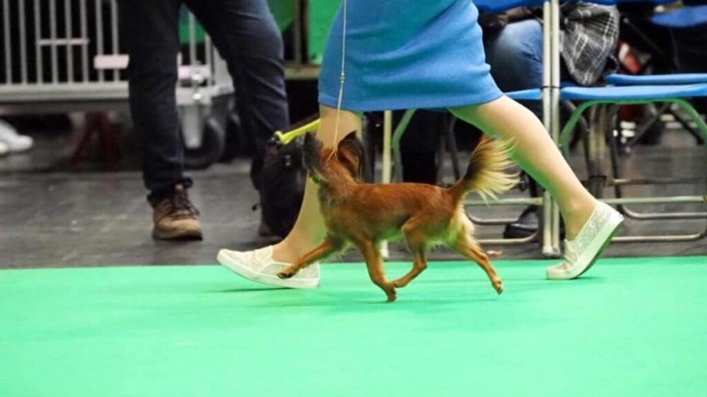 Russian Toy at Crufts