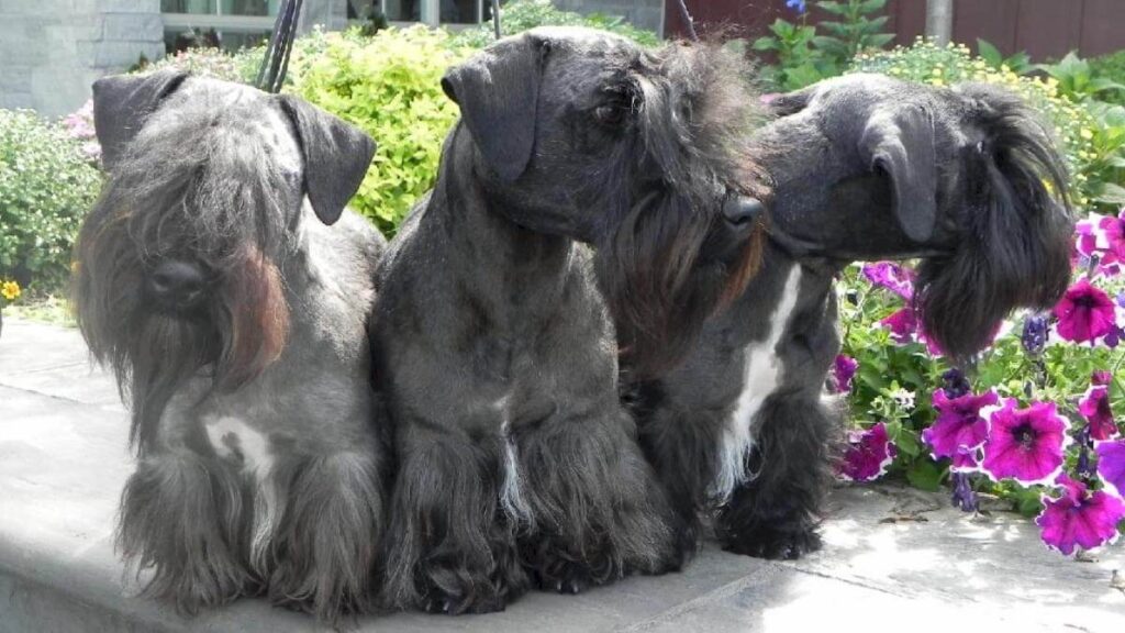 Cesky Terrier