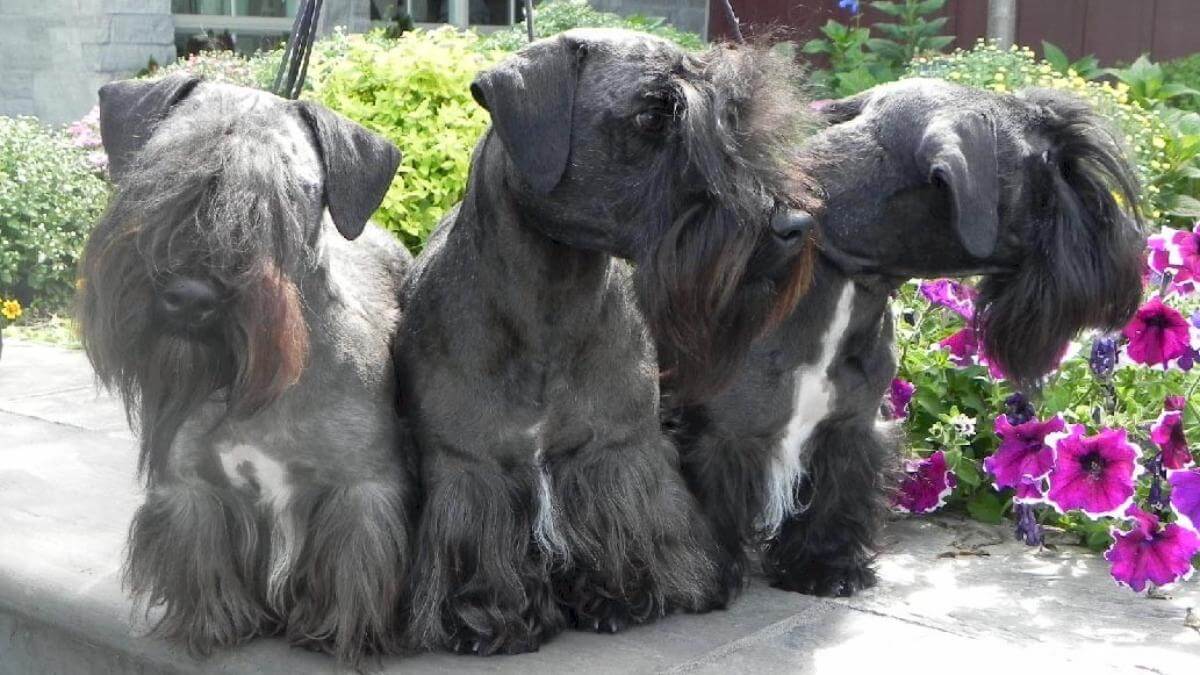 Cesky Terrier