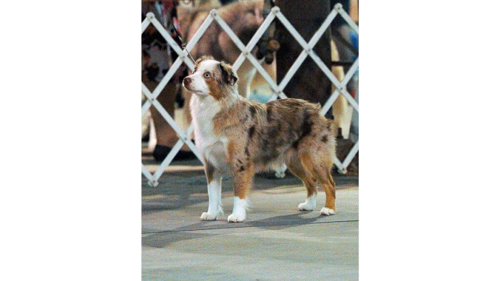 Miniature American Shepherd