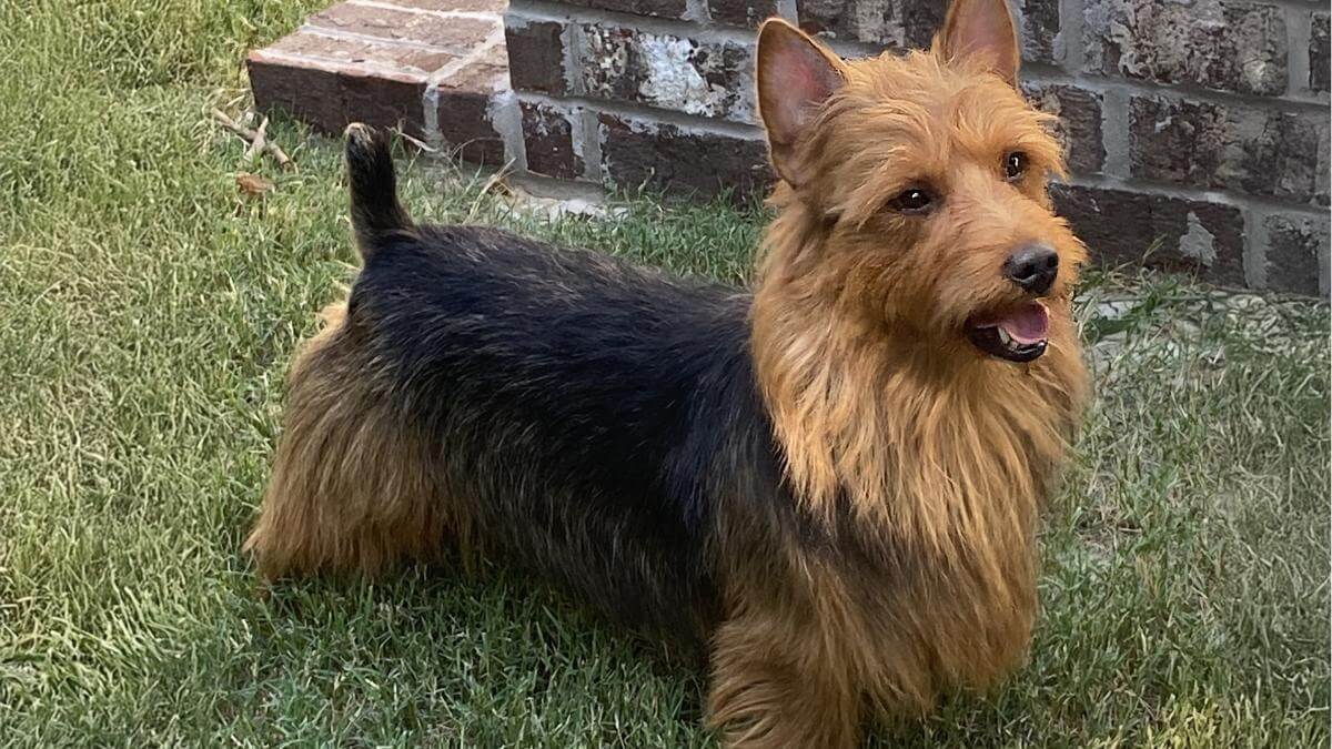 Australian Terrier