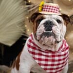 A closeup portrait of a bulldog dressed up as a redneck for a June Party