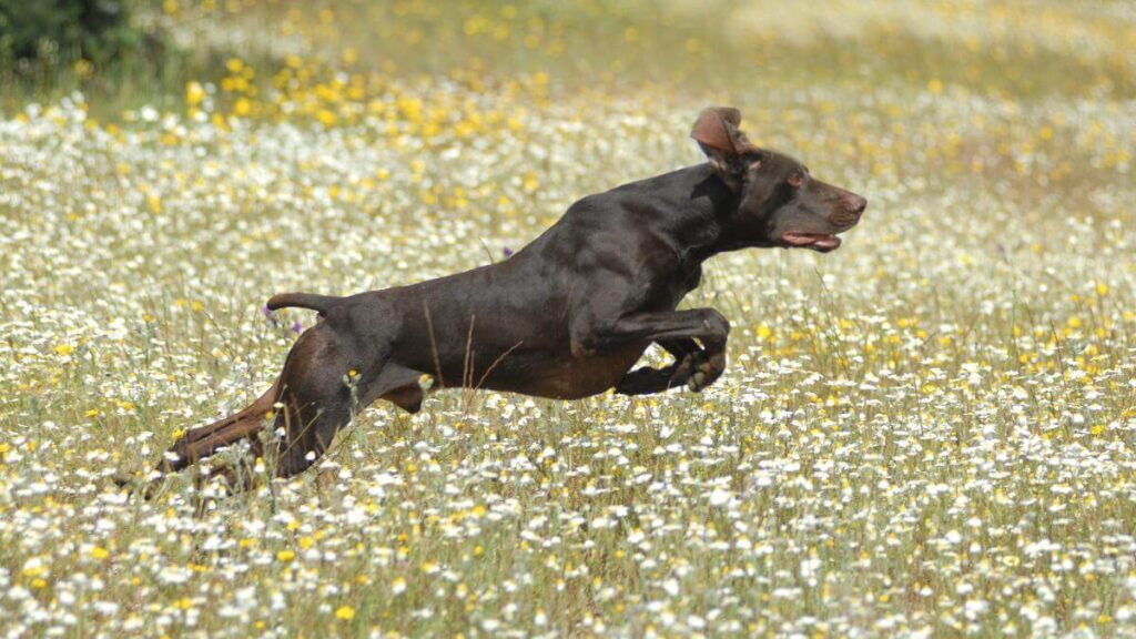 Adult German Pointer brown color purebred dog in the field