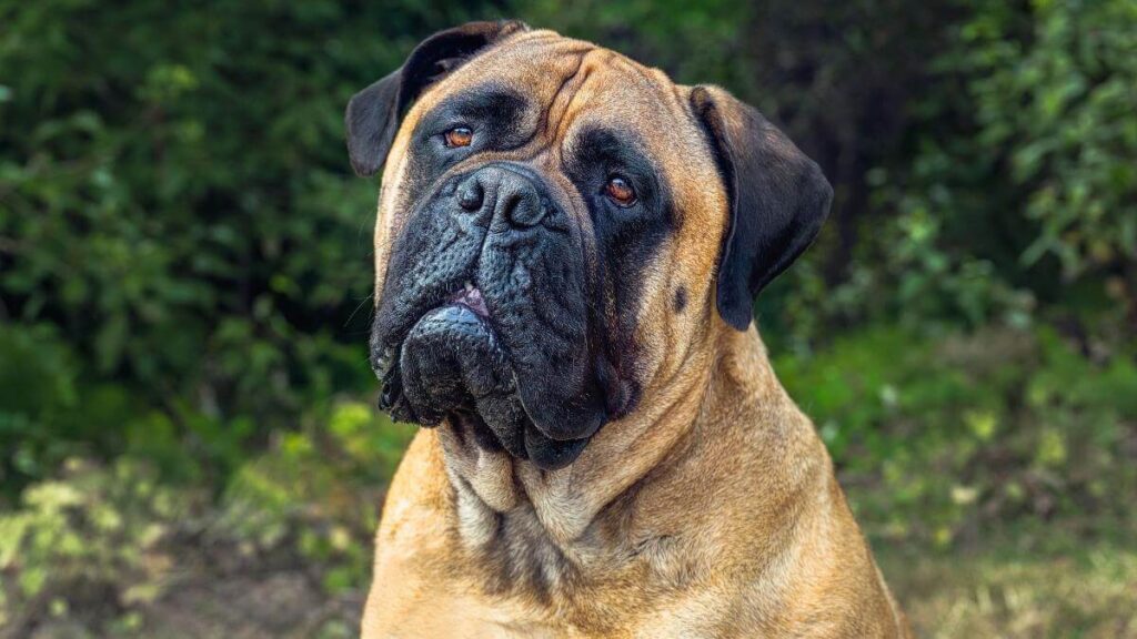A Close-up of a large fawn colored Bullmastiff Dog with clear bright eyes and a slight head tilt with a green background.