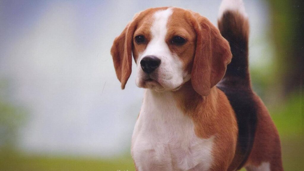 Beagle