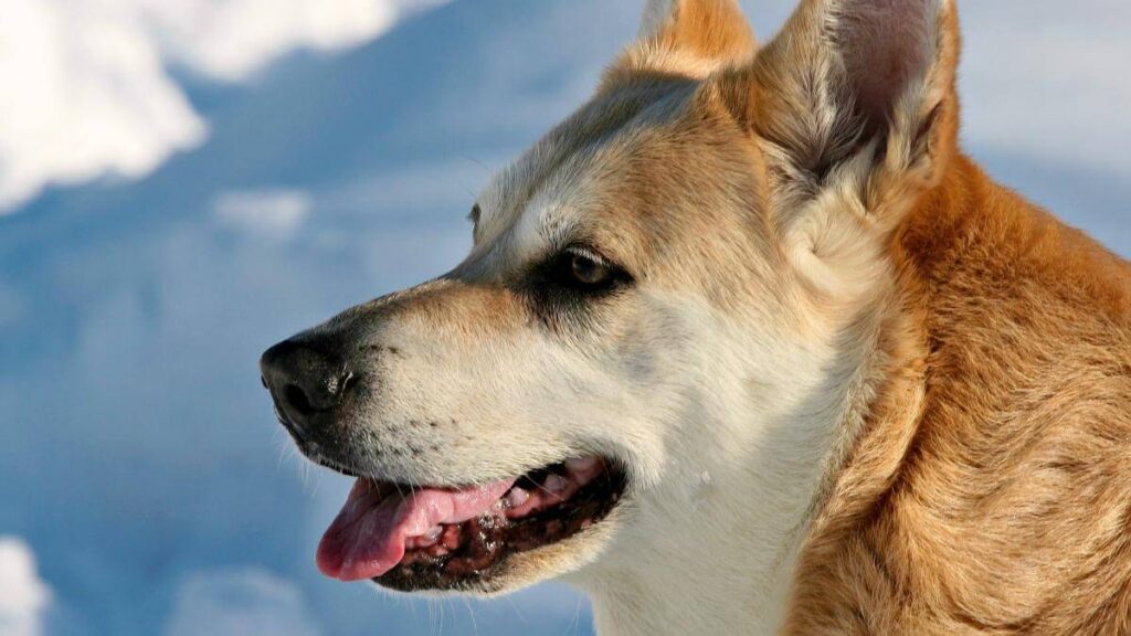 Bailey-2014- Chinook