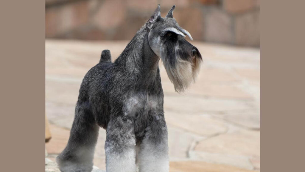 Miniature Schnauzer