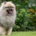 Keeshond