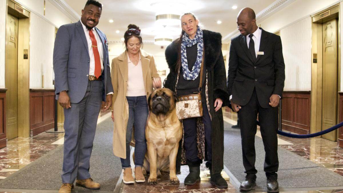 Beast is greeted by the management at the New Yorker Hotel the night before his first time showing at Westminster. photo by Pam Loeb