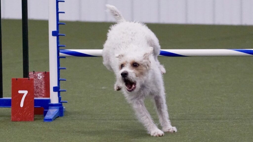 Parson Russell Terrier, Tayto during Agility competition