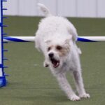 Parson Russell Terrier, Tayto during Agility competition