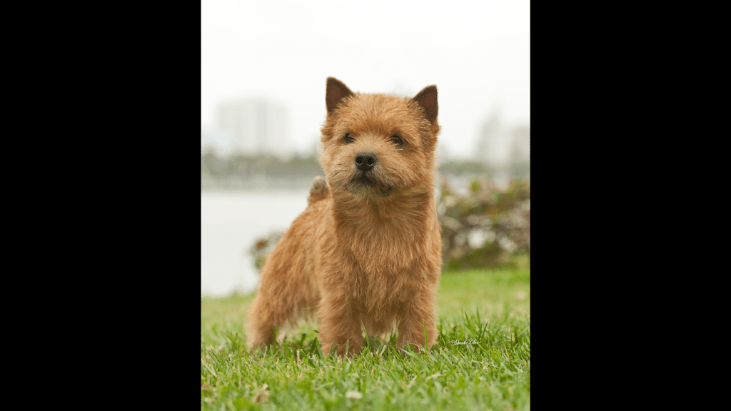 Norwich Terrier