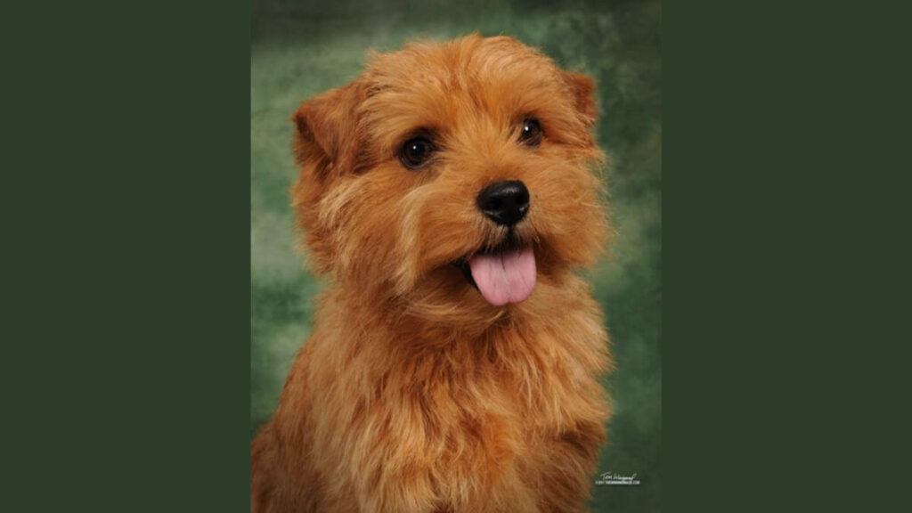 Norfolk Terrier