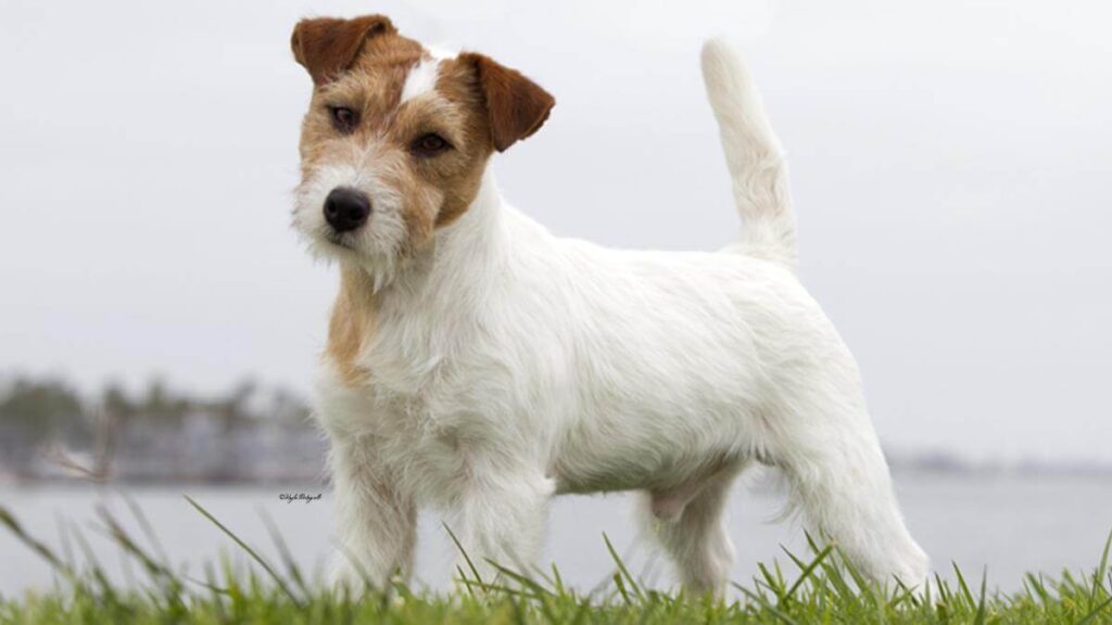 Russell Terrier