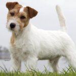 Russell Terrier
