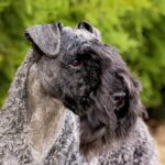 Kerry Blue Terrier