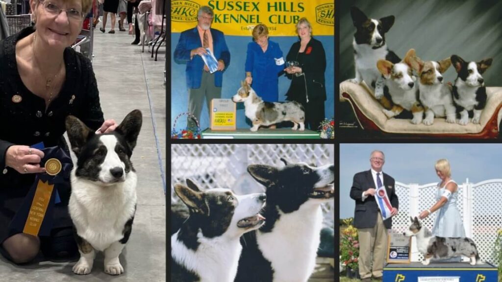 Kathy Schwabe | Xtacee Cardigan Welsh Corgis