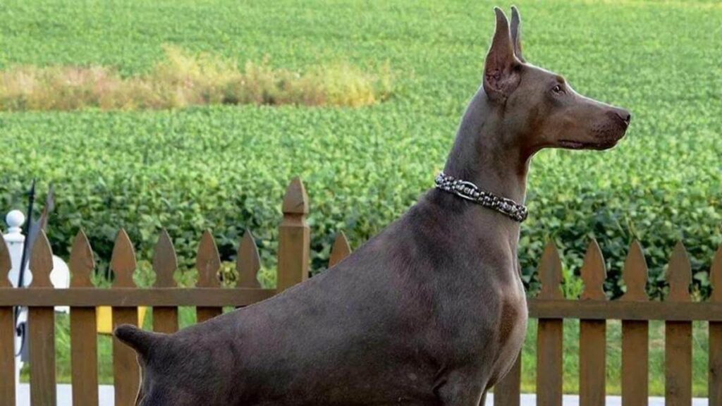 Doberman Pinscher