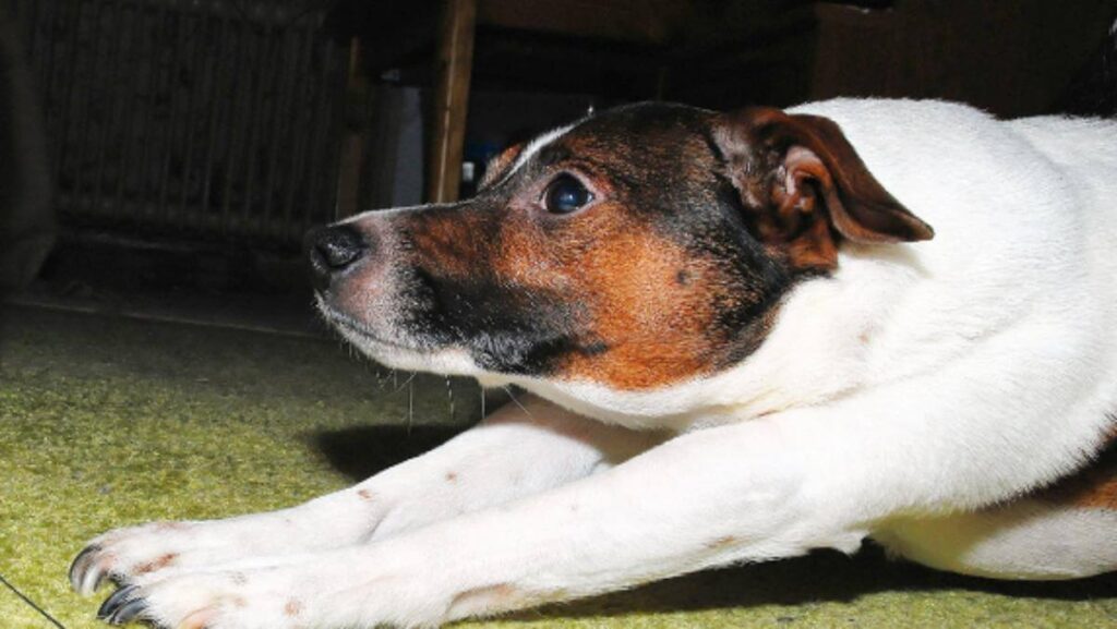 Dog stretching