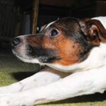 Dog stretching