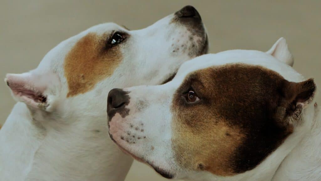 2025 Colorado Kennel Club All-Breed Dog Show | Denver, CO