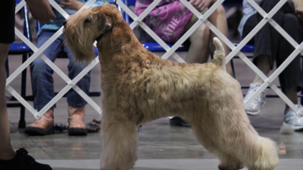 Soft Coated Wheaten Terrier