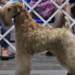 Soft Coated Wheaten Terrier
