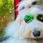 Old English Sheepdog