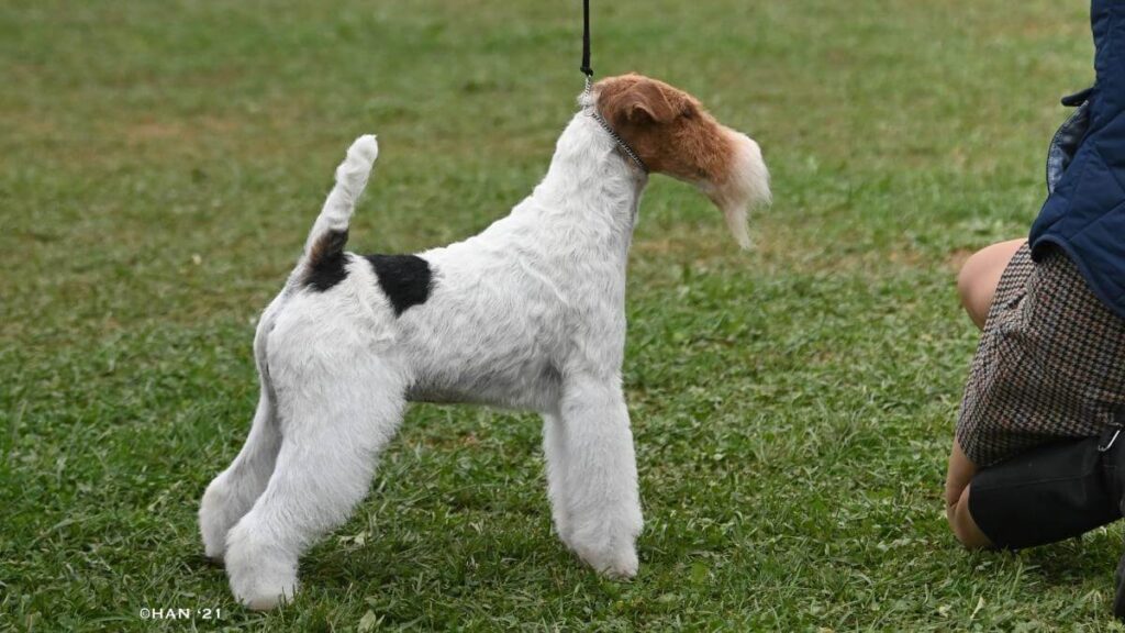 Wire Fox Terrier