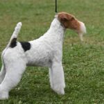 Wire Fox Terrier