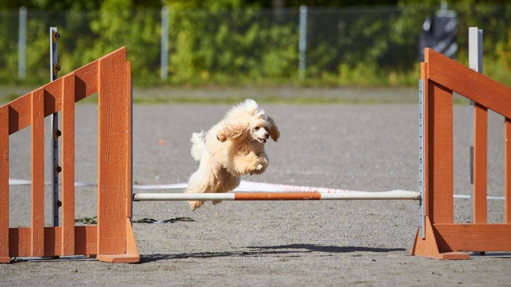 Poodle jumping over a hurdle at dog agility training. Big fur blowing in wind. Action and sports in concept.