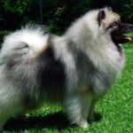 Young male keeshond standing in conformation