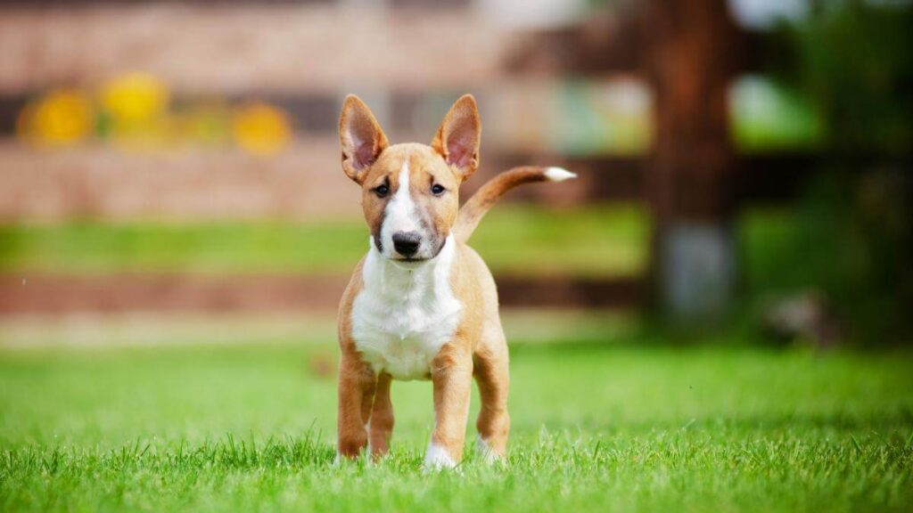 Miniature Bull Terrier