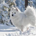 American Eskimo Dog