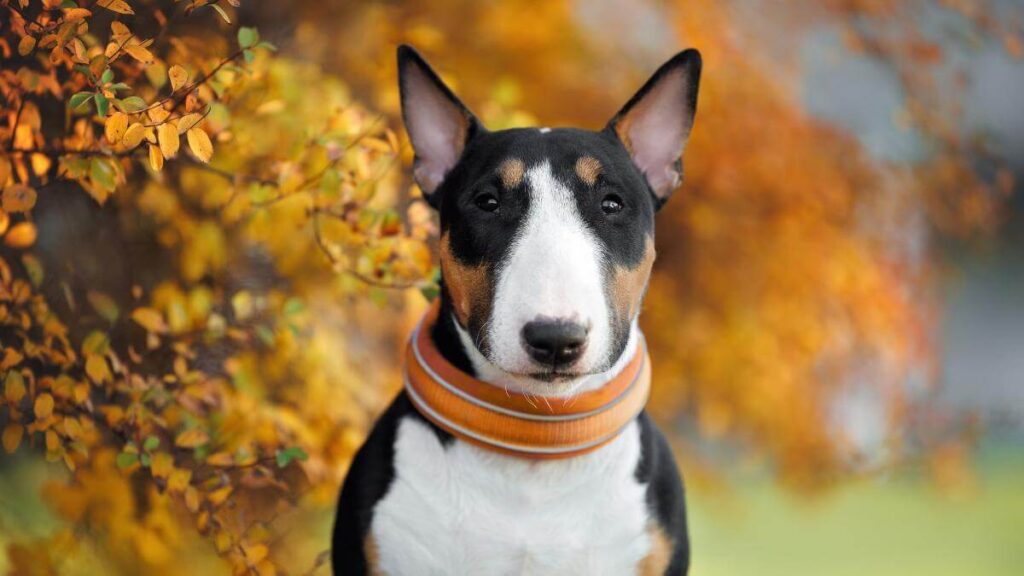 Miniature bull terrier dog portrait in autumn next to a bush with colorful orange leaves.